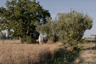 Sesions a la UCM: Naturalezas modernas para mirar y escuchar