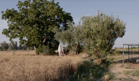 Seminari: Naturaleses modernes per a mirar i escoltar